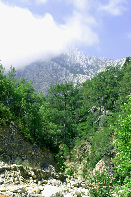 Peisaj muntos cu paduri in kemer antalya foto